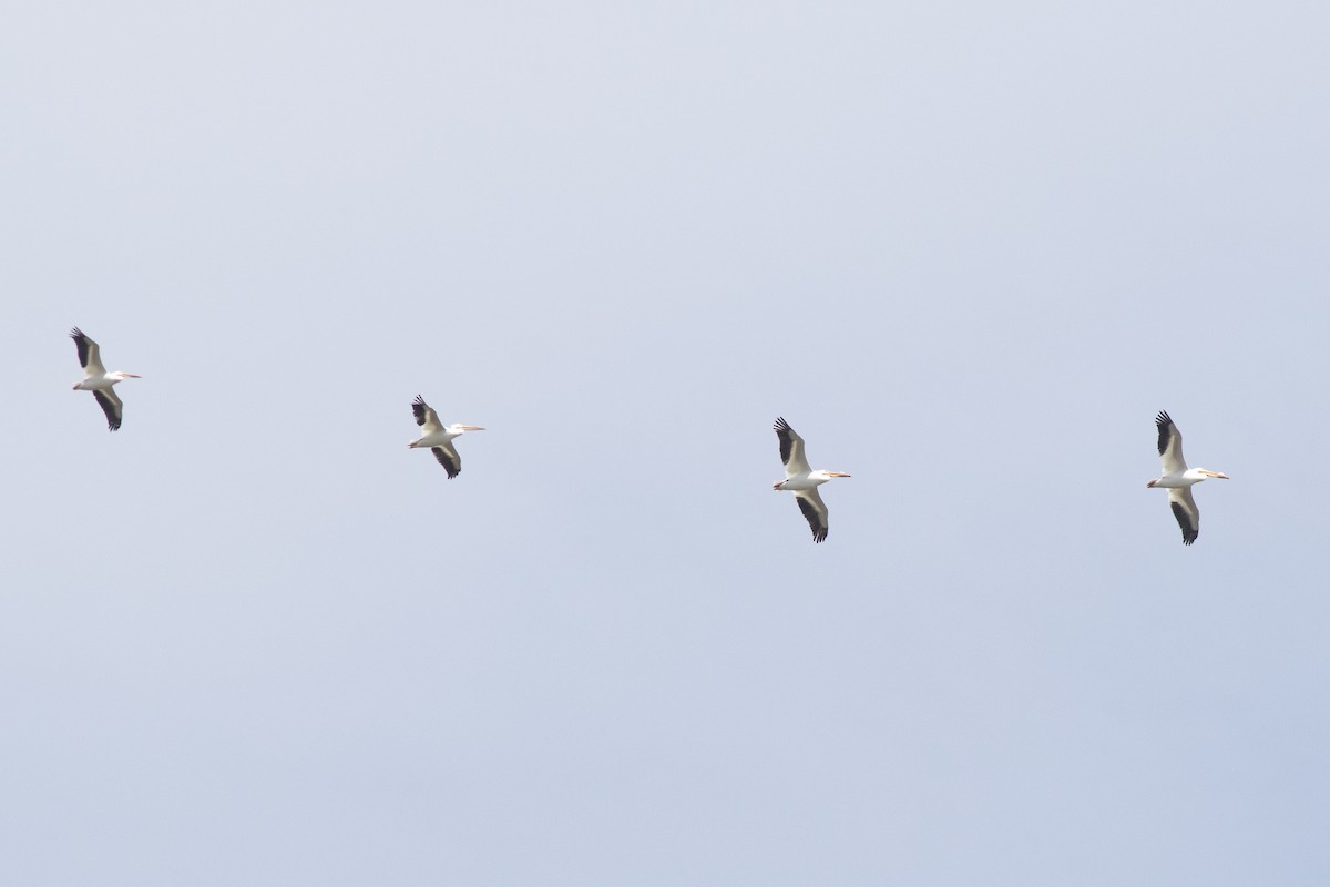 American White Pelican - David Brown