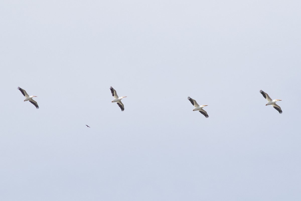 American White Pelican - David Brown