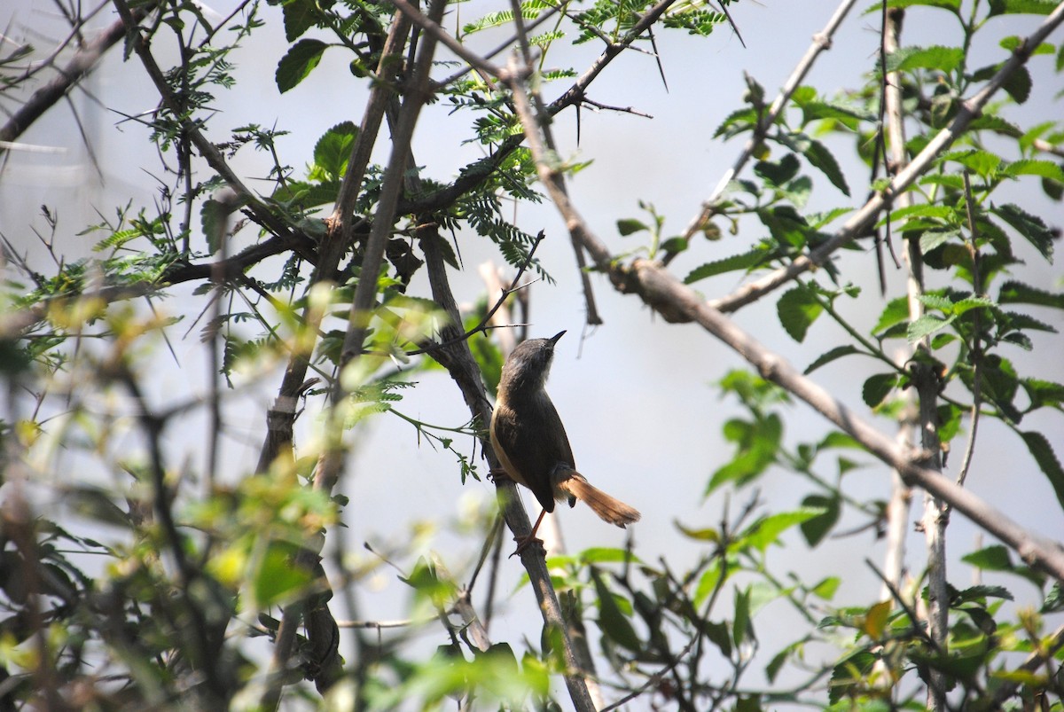 Ashy Prinia - Alyssa DeRubeis