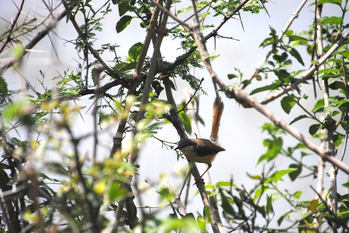 Ashy Prinia - Alyssa DeRubeis