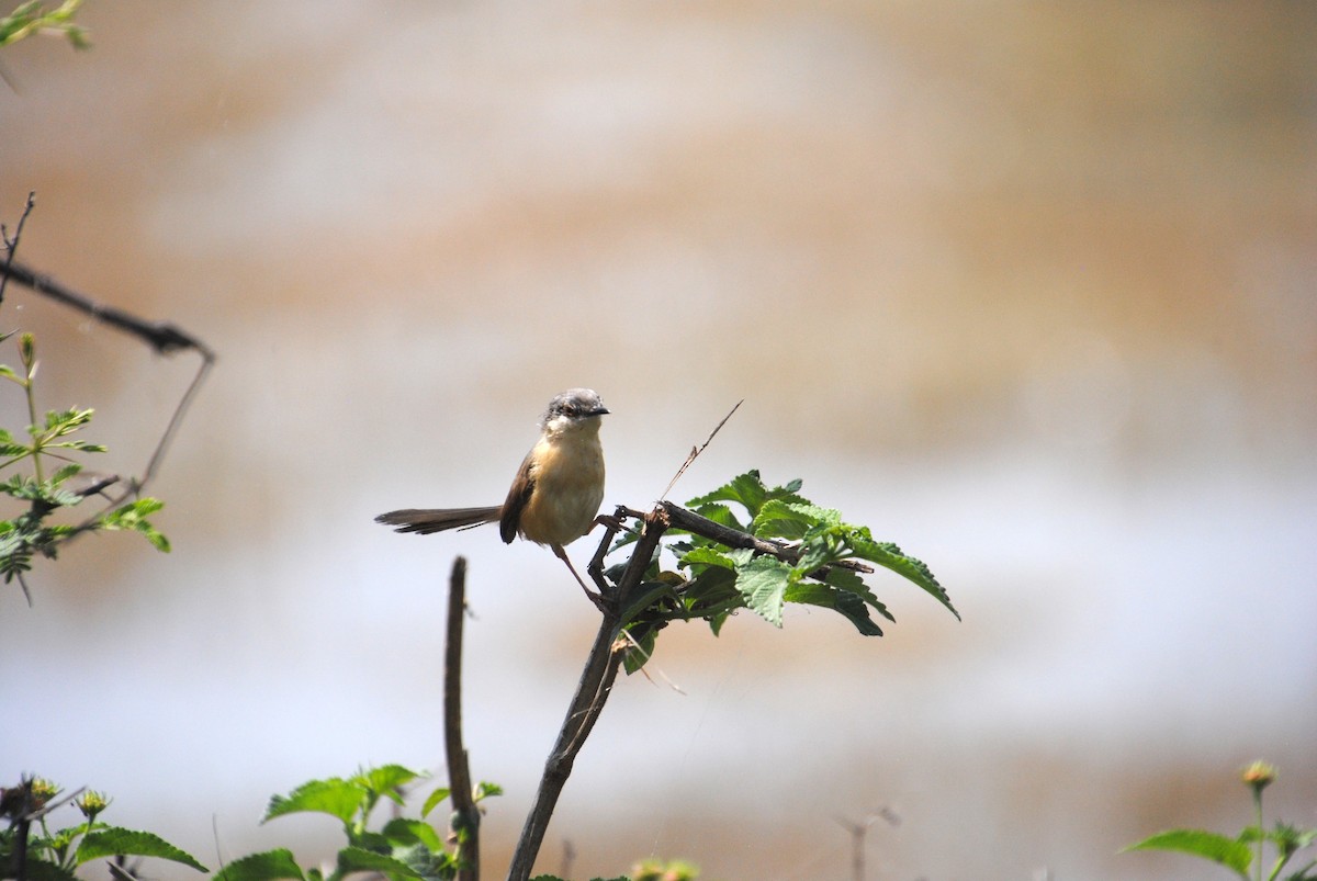 Ashy Prinia - Alyssa DeRubeis