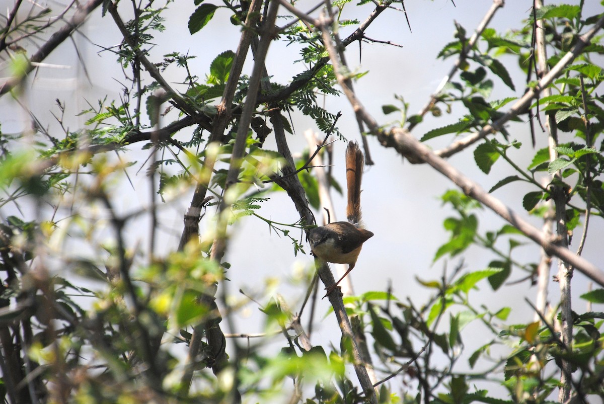 Ashy Prinia - Alyssa DeRubeis