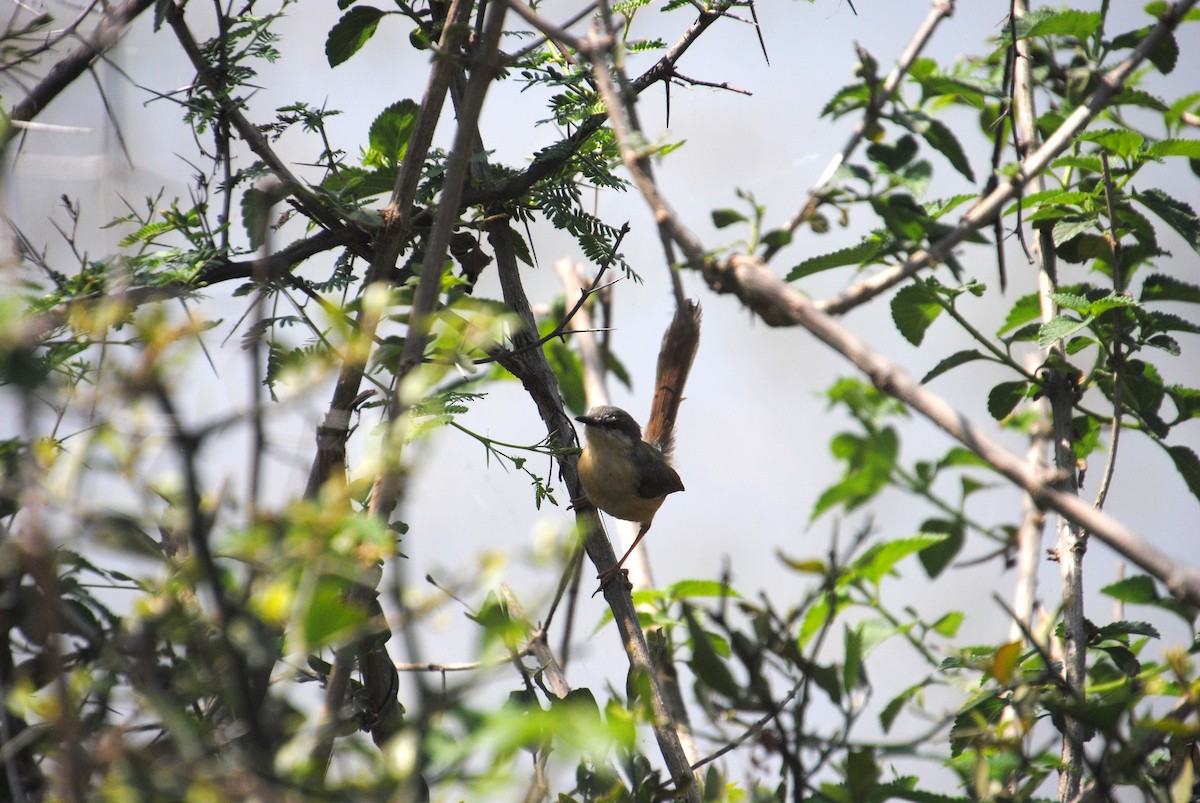 Ashy Prinia - Alyssa DeRubeis