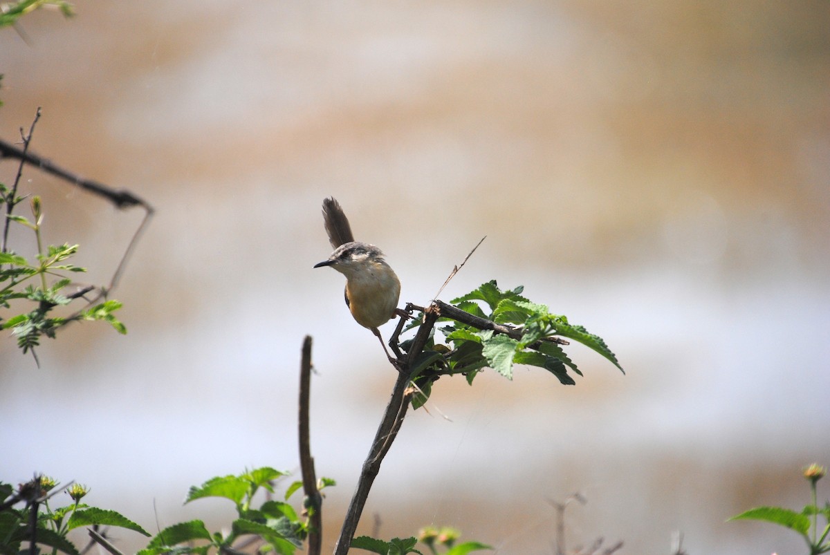 Ashy Prinia - Alyssa DeRubeis