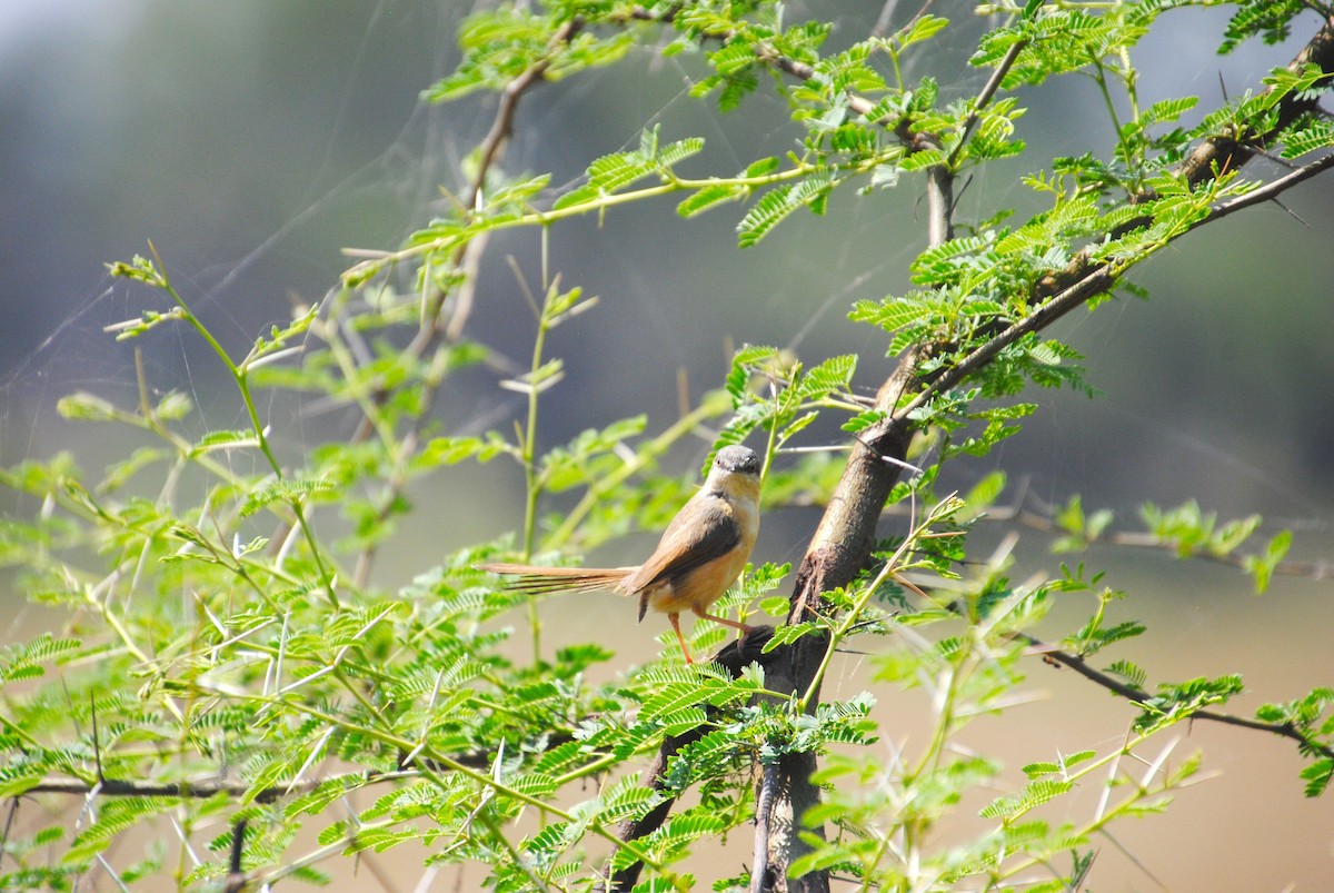 Ashy Prinia - Alyssa DeRubeis