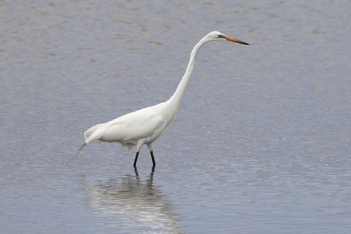 Great Egret - Darcy Pinotti