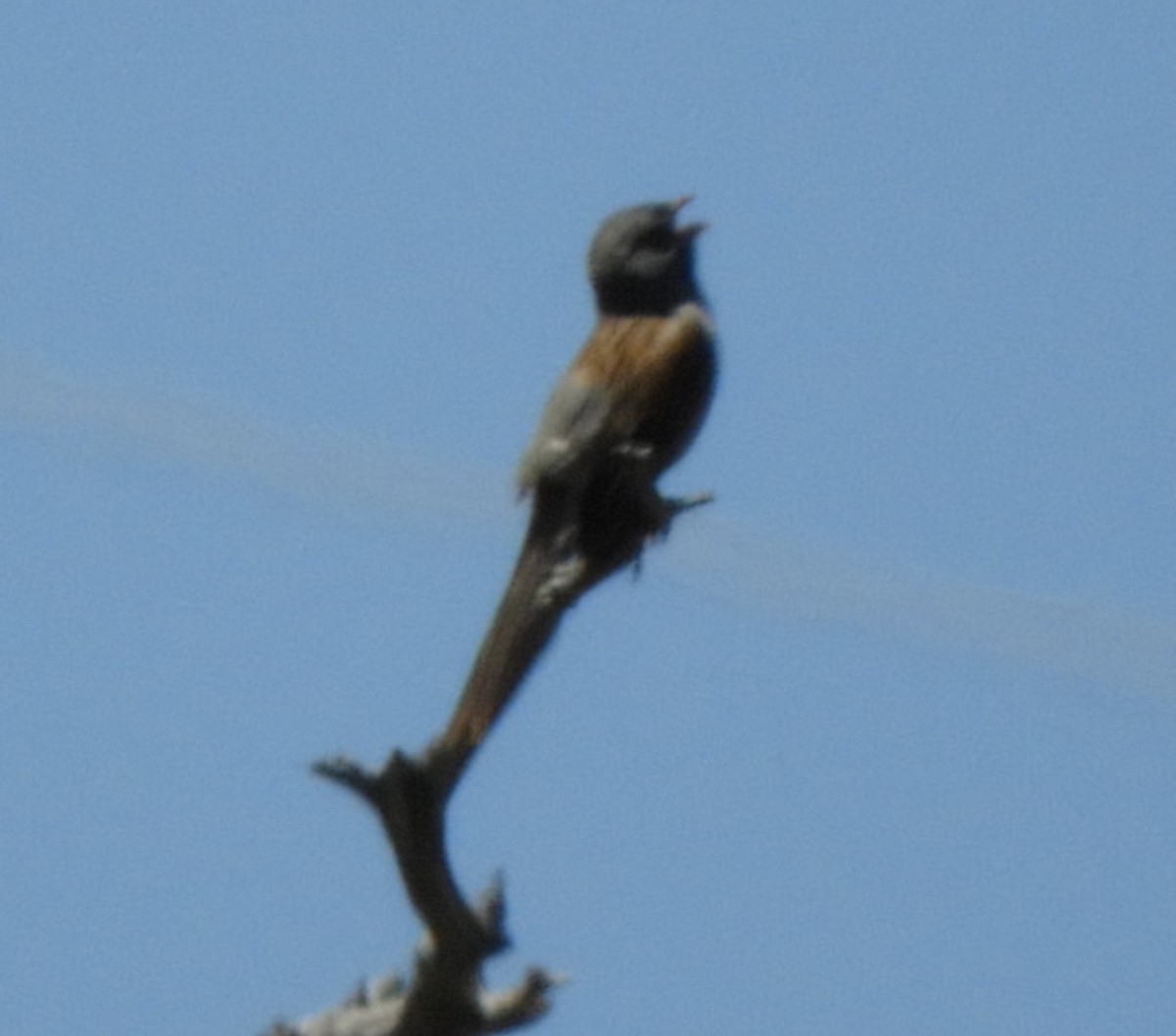 Black-chinned Sparrow - Julie Szabo