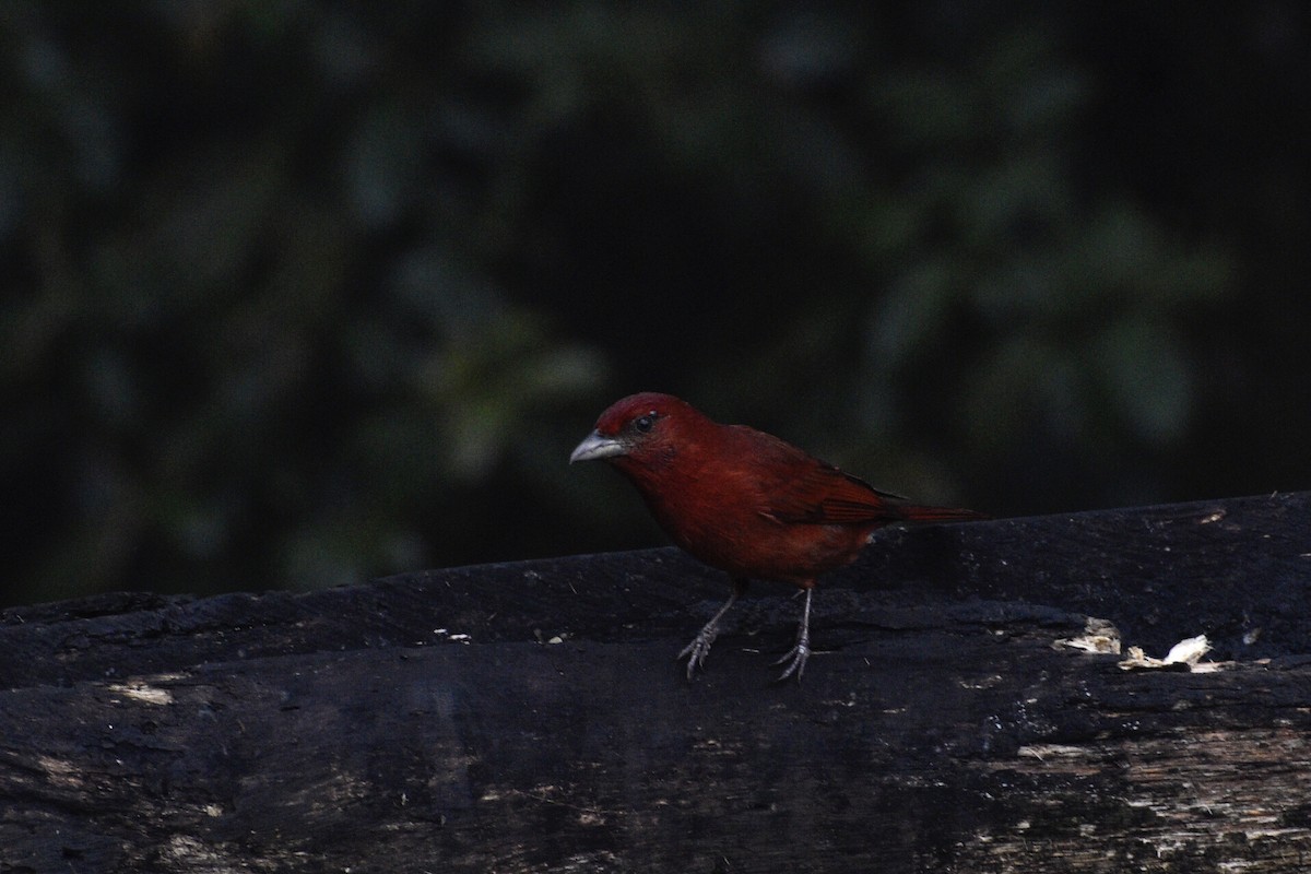 Hepatic Tanager - Eli Anderson