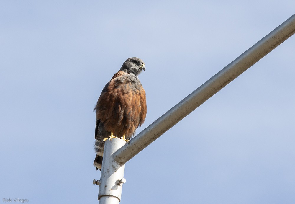 Variable Hawk - Federico Villegas