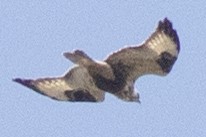 Rough-legged Hawk - David Brown