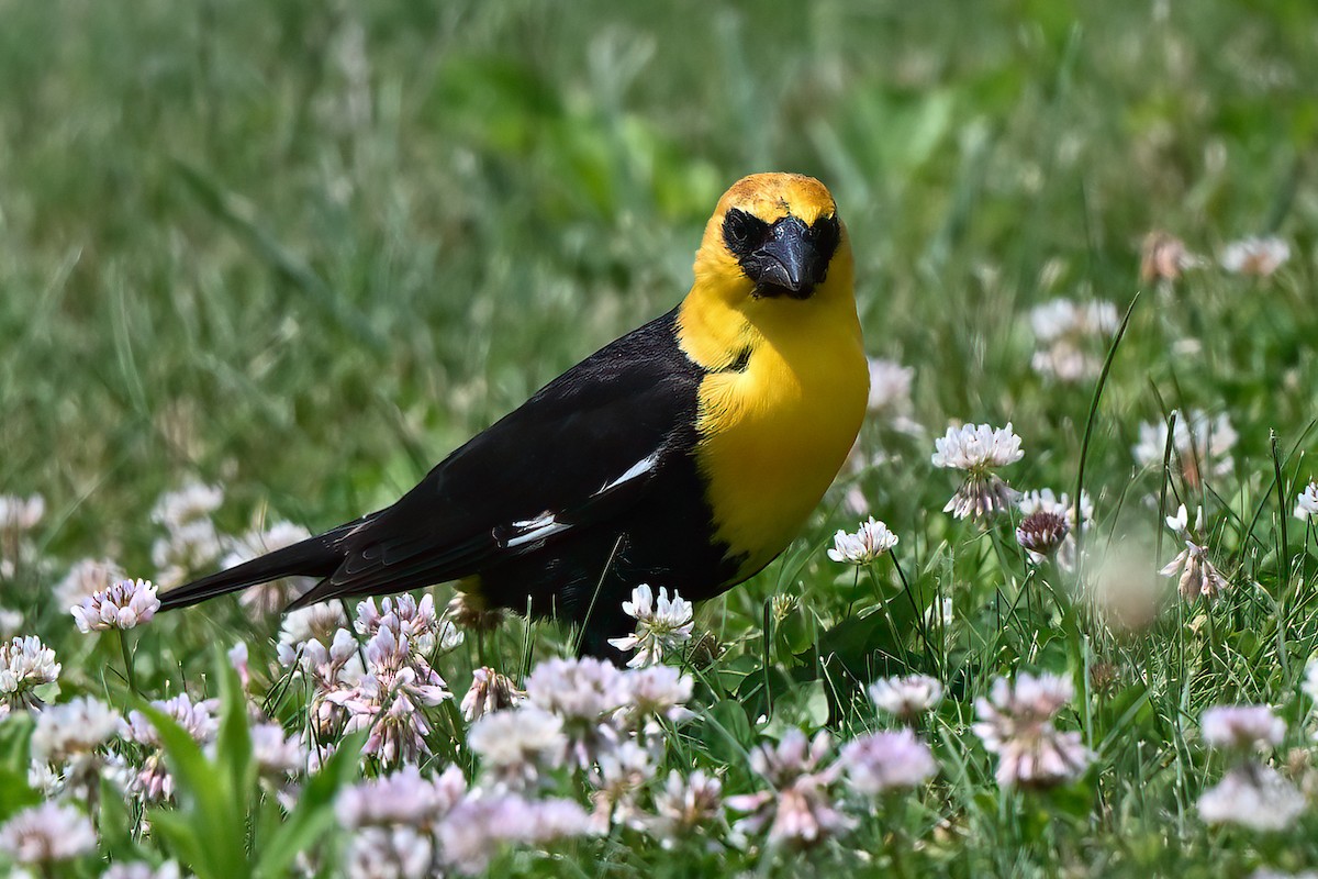 Yellow-headed Blackbird - Nadine Bluemel