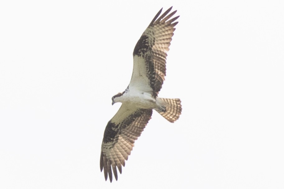 Osprey (carolinensis) - David Brown