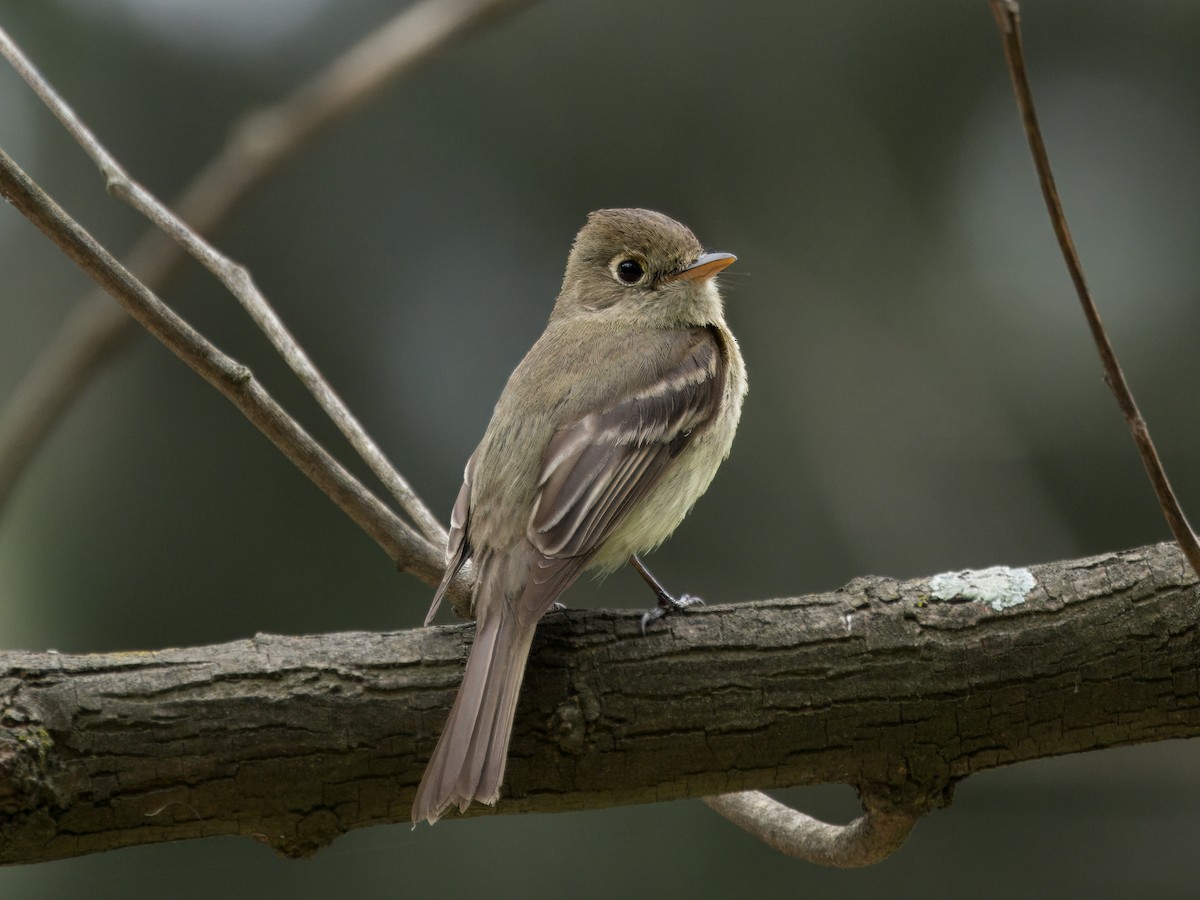 Western Flycatcher (Pacific-slope) - Merryl Edelstein