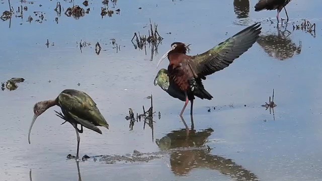 White-faced Ibis - ML619414878