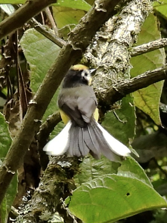 Golden-fronted Redstart - Jhon Carlos Andres Rivera Higuera