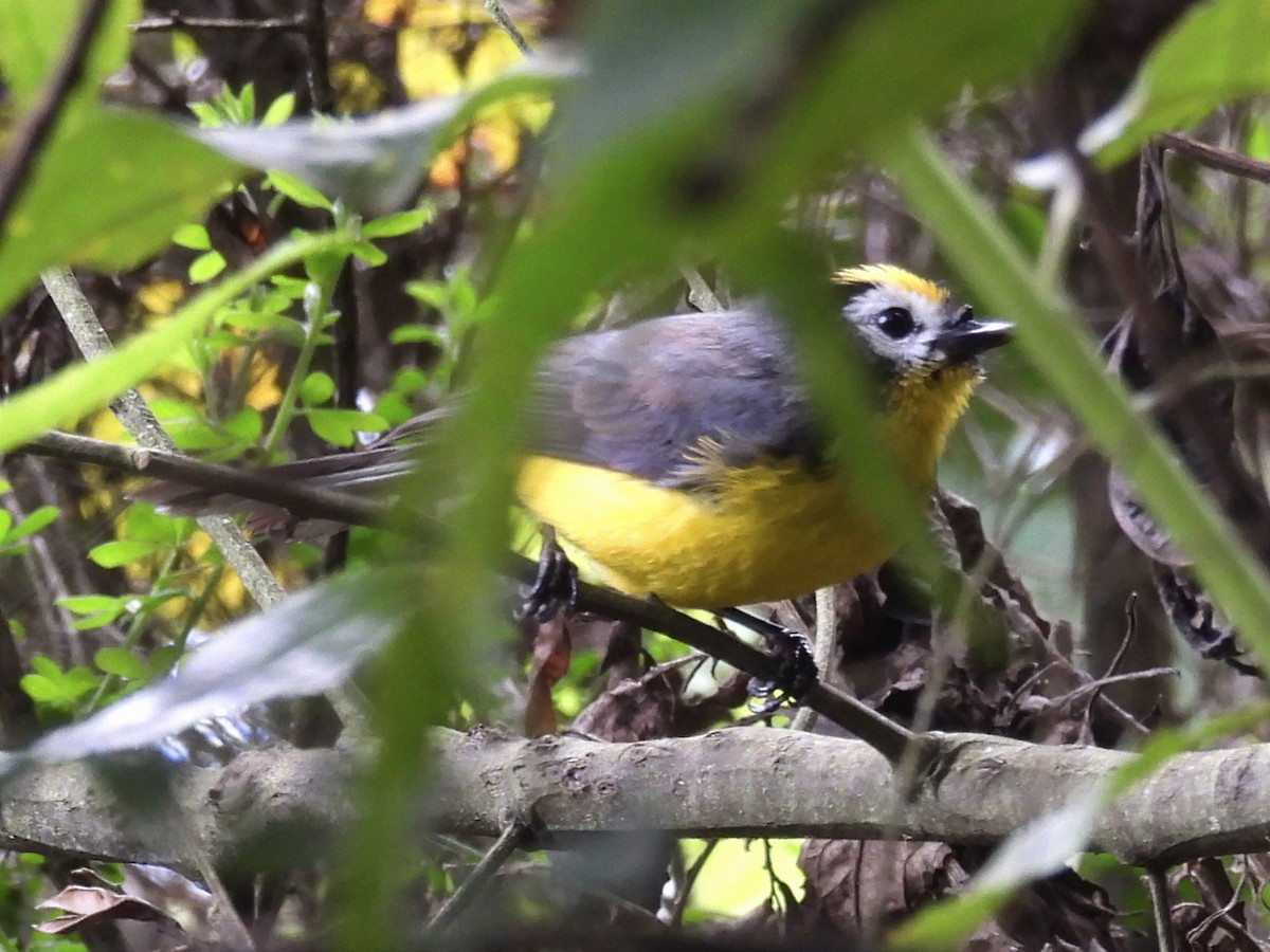 Golden-fronted Redstart - Jhon Carlos Andres Rivera Higuera