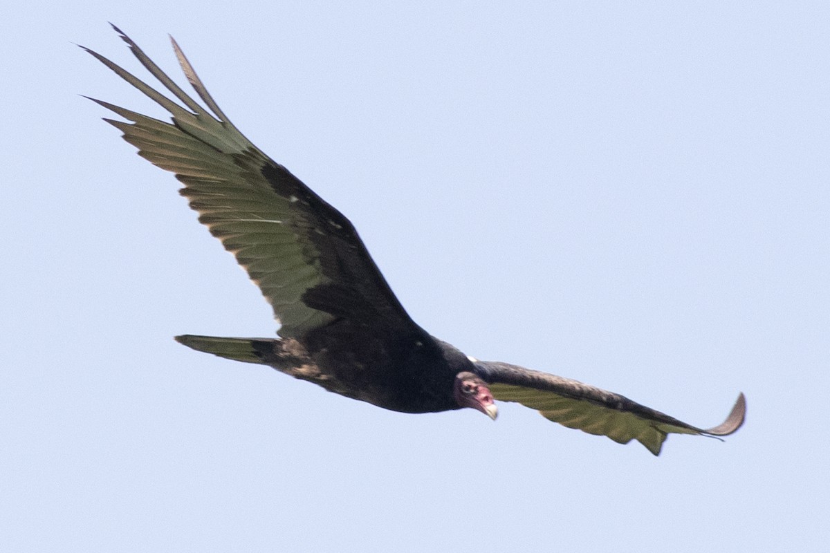 Turkey Vulture - ML619414884
