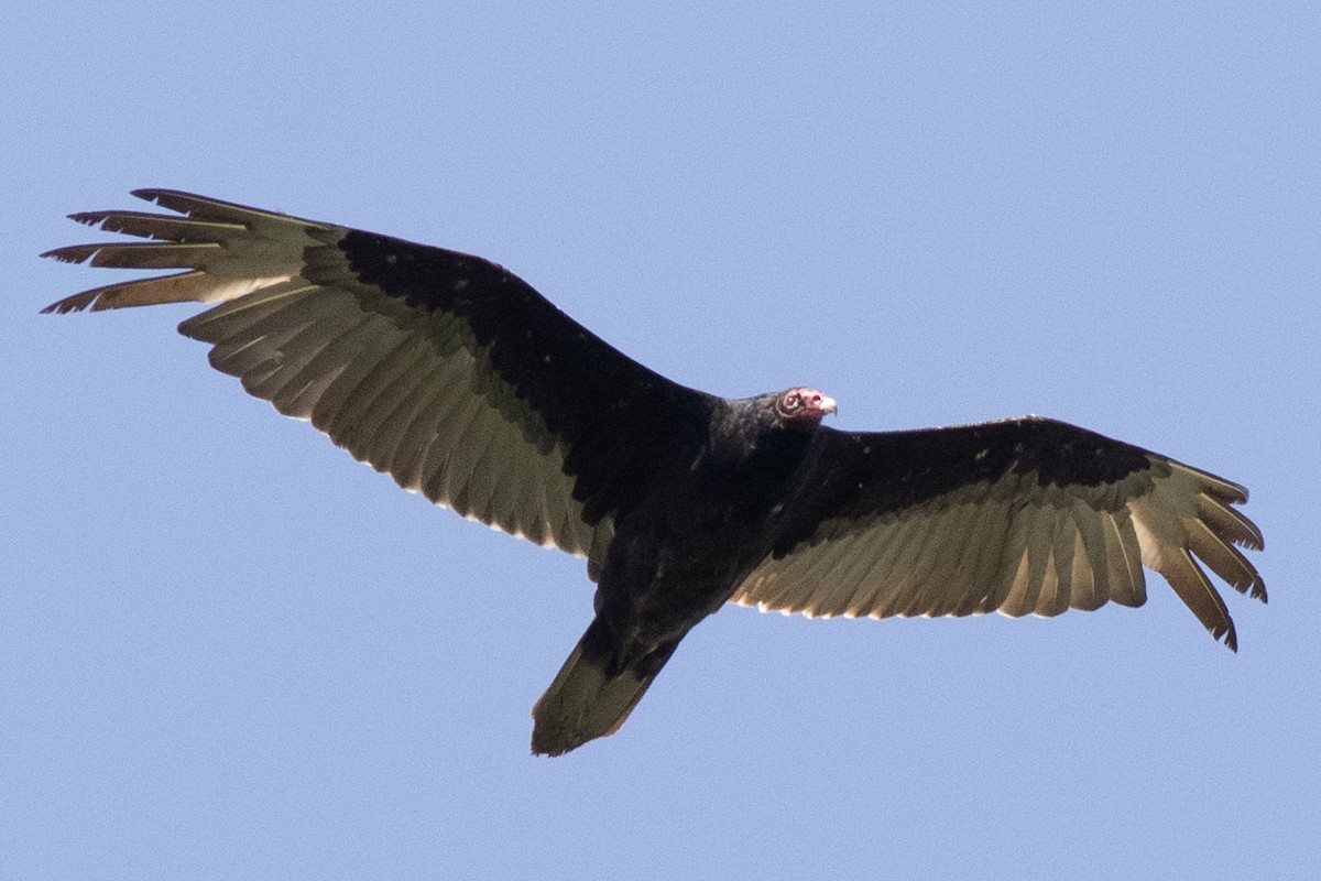 Turkey Vulture - ML619414885