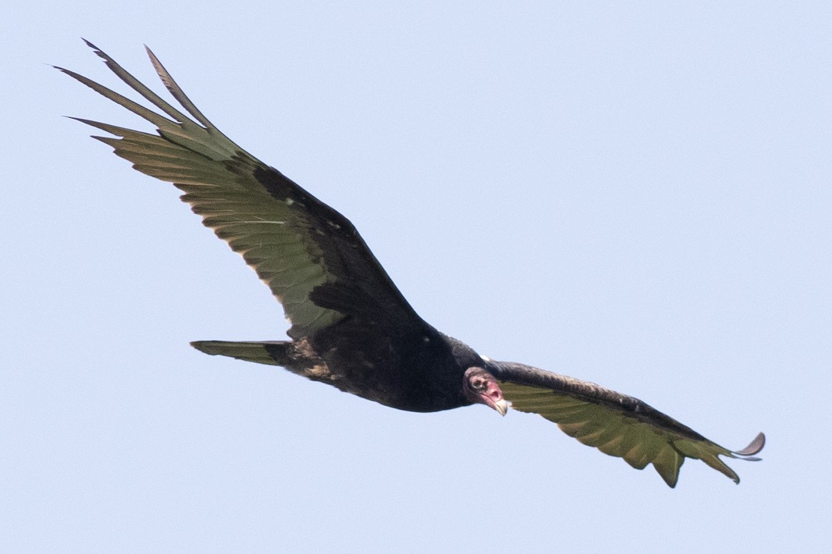 Turkey Vulture - ML619414886