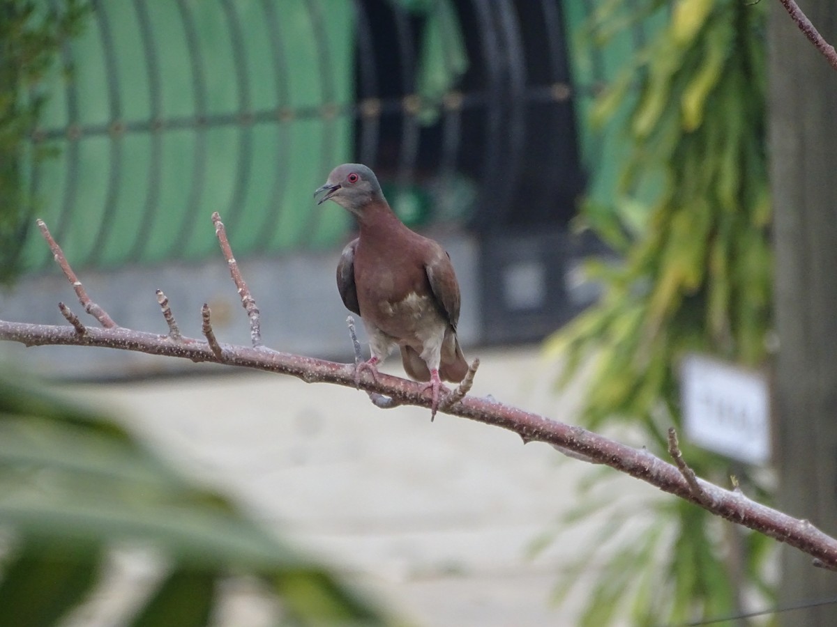 Pale-vented Pigeon - Salvador Bautista