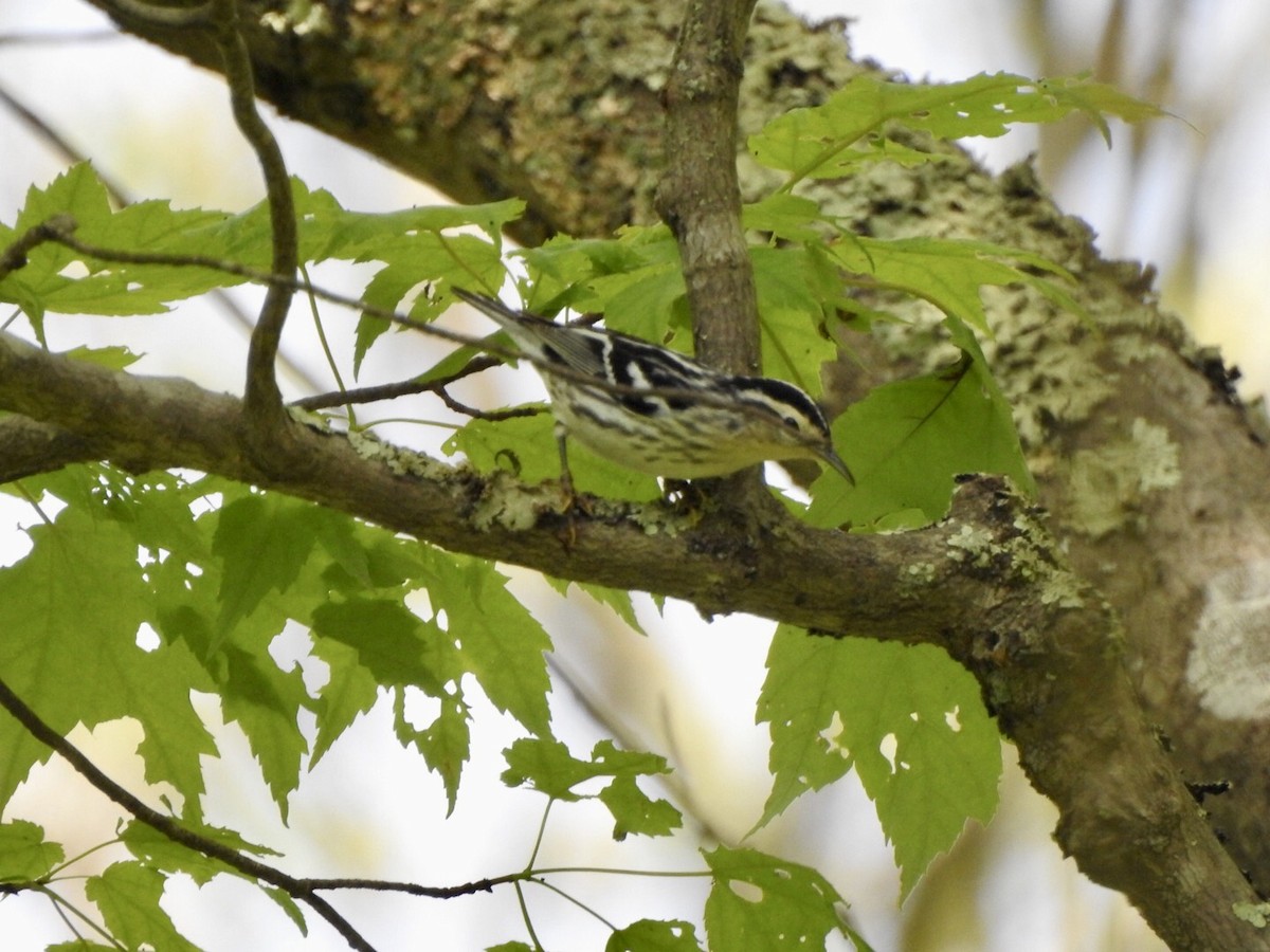 Paruline noir et blanc - ML619414895