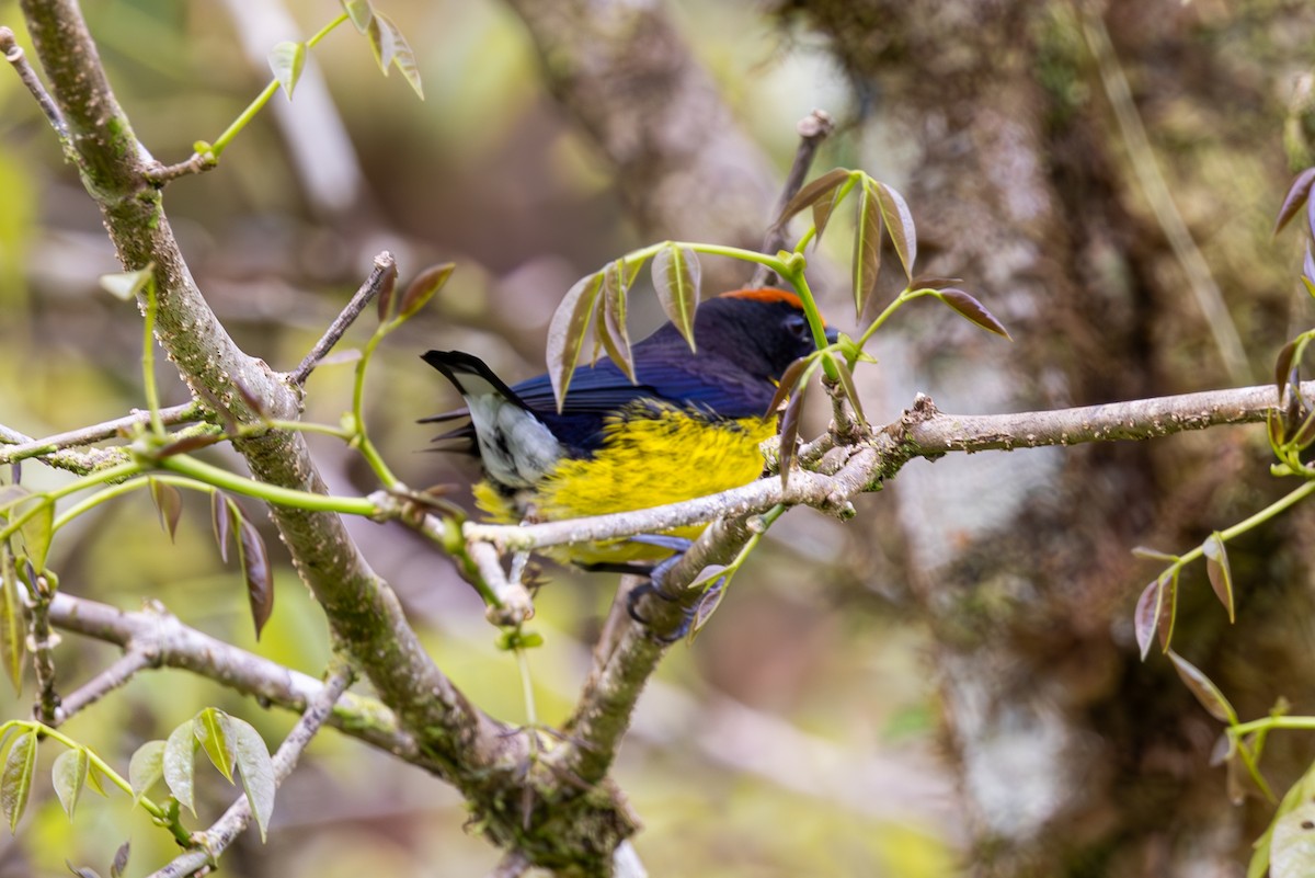 Tawny-capped Euphonia - Mason Flint