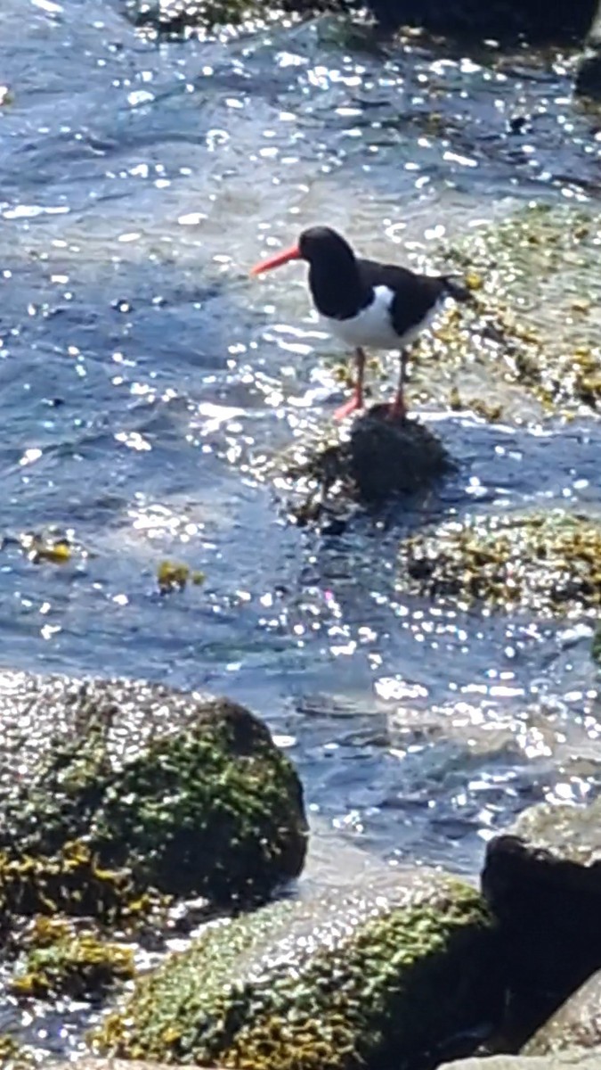 Eurasian Oystercatcher - Andre Güttler