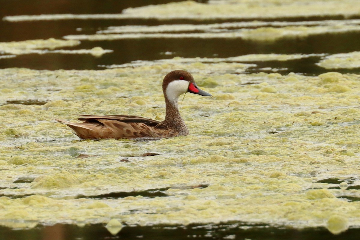 White-cheeked Pintail - Miguel Angel Bean