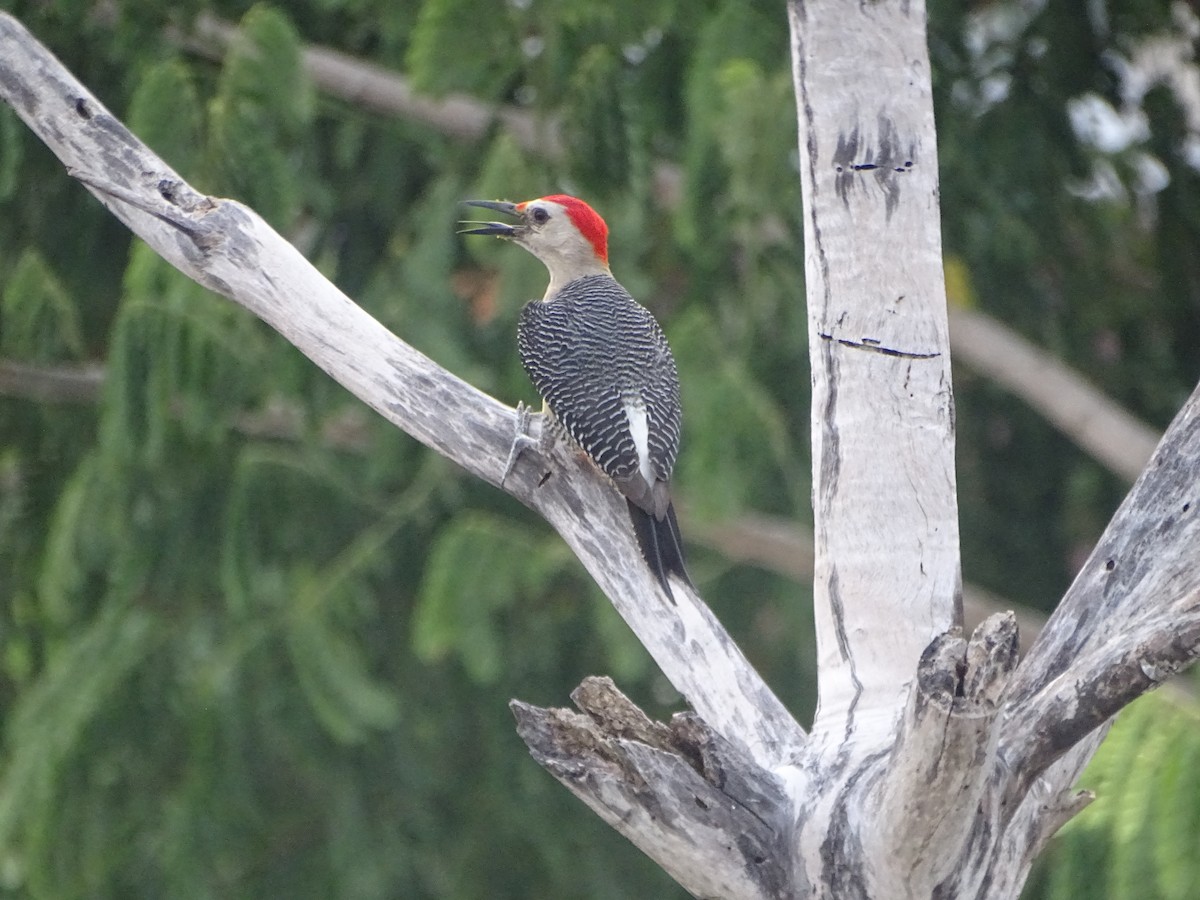Golden-fronted Woodpecker - Salvador Bautista