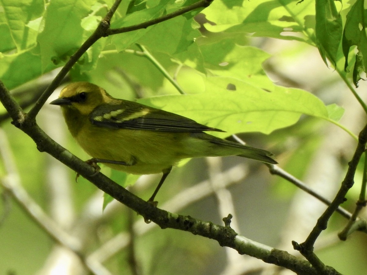 Blauflügel-Waldsänger - ML619414919