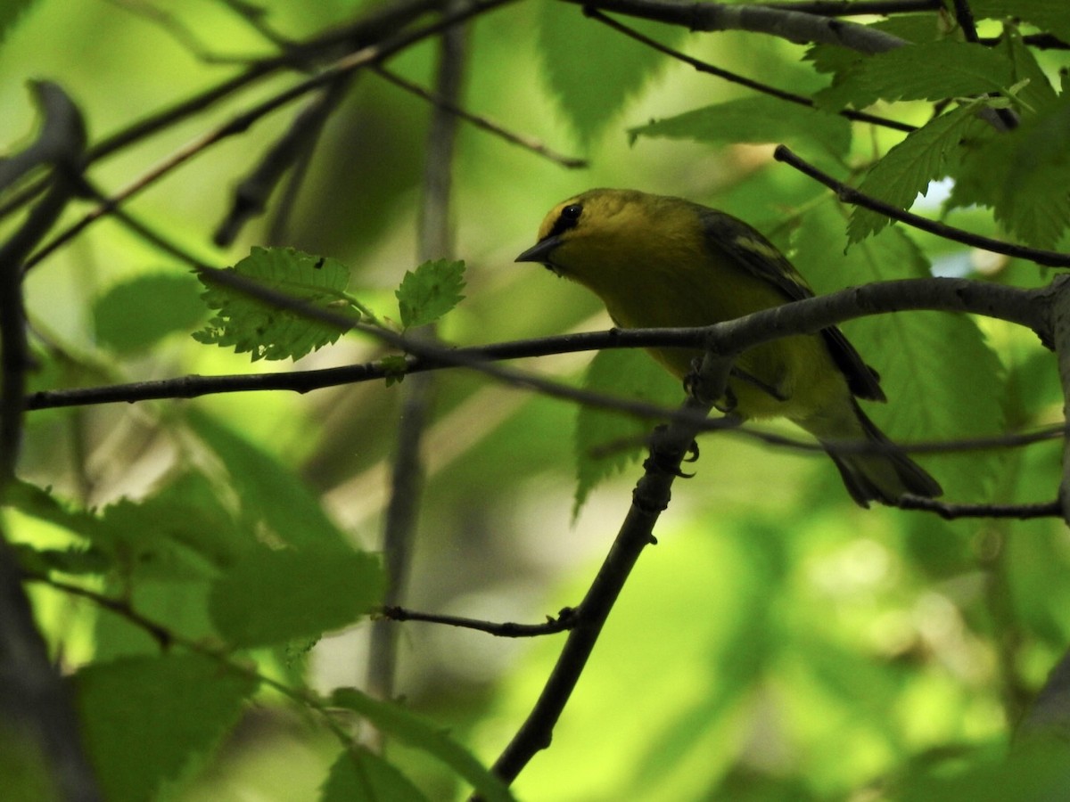 Blue-winged Warbler - ML619414920