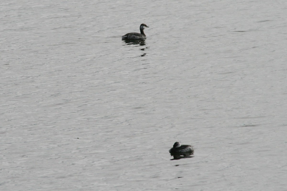 Horned Grebe - dan davis