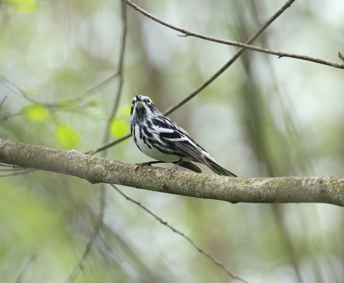 Black-and-white Warbler - Marie Provost