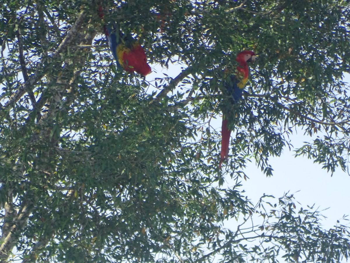 Scarlet Macaw - Salvador Bautista