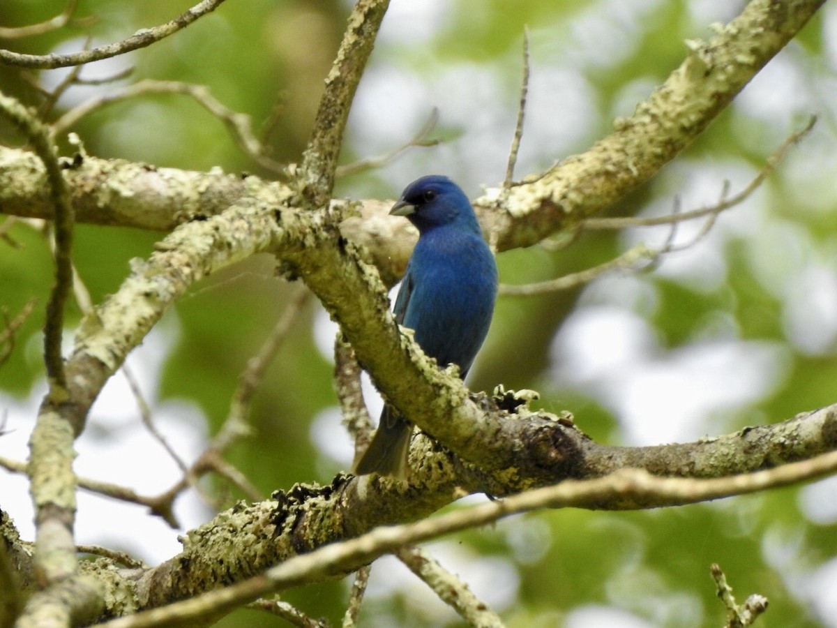 Indigo Bunting - Anita Hooker