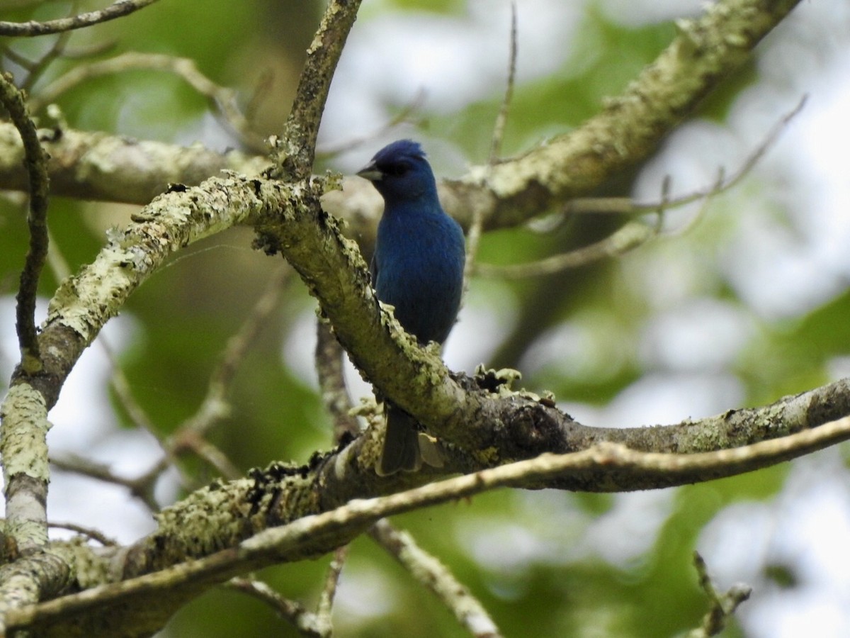 Indigo Bunting - ML619414959