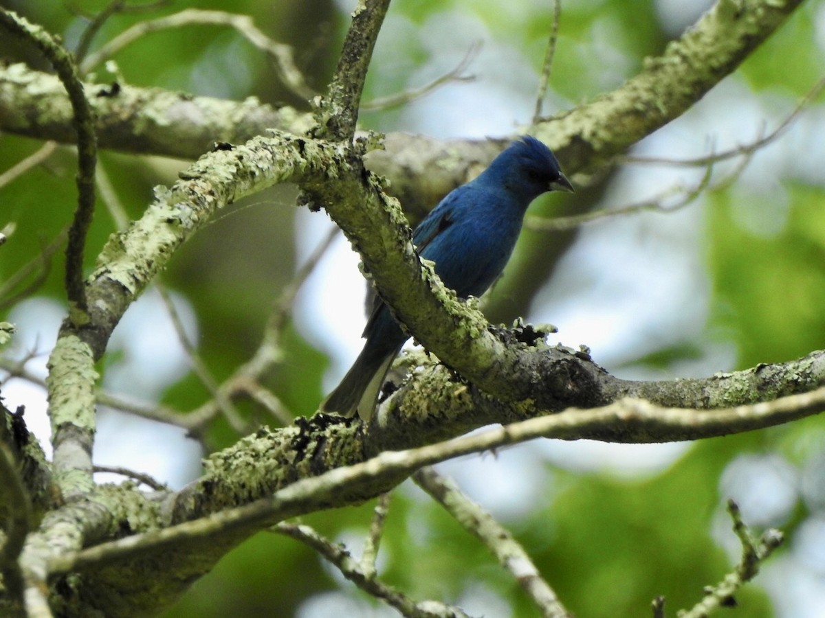 Indigo Bunting - ML619414960