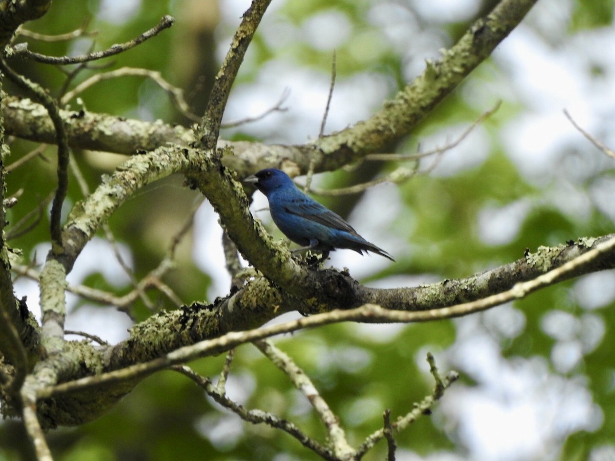 Indigo Bunting - ML619414961