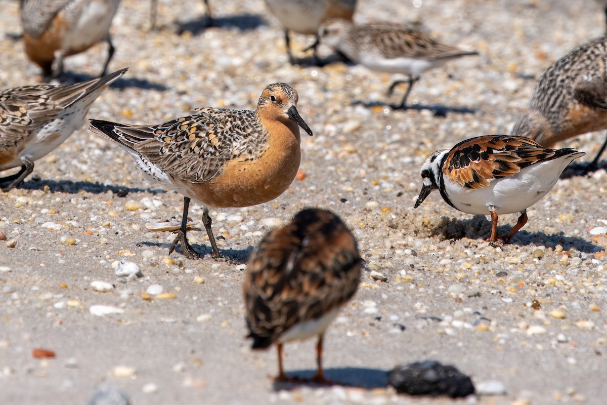 Red Knot - Eric Stone