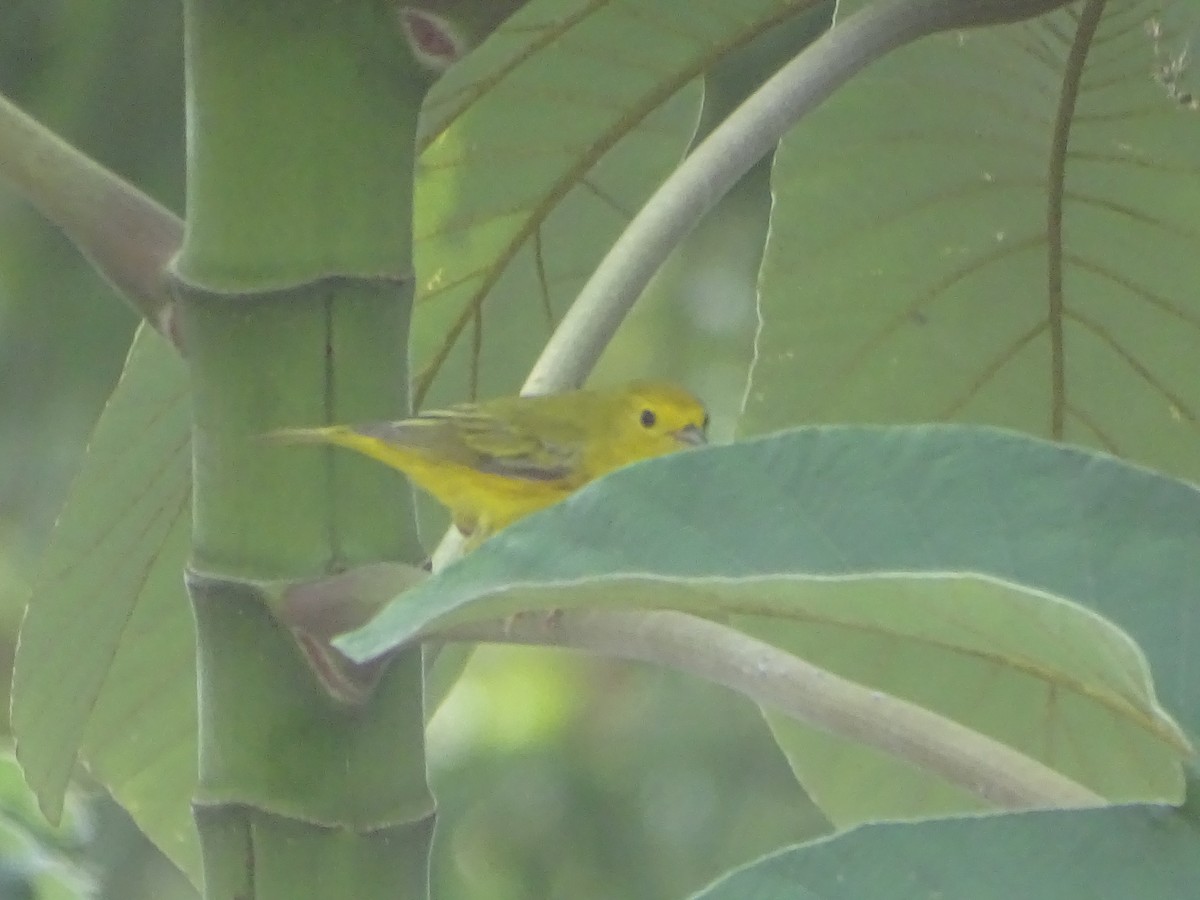 Yellow Warbler - Salvador Bautista