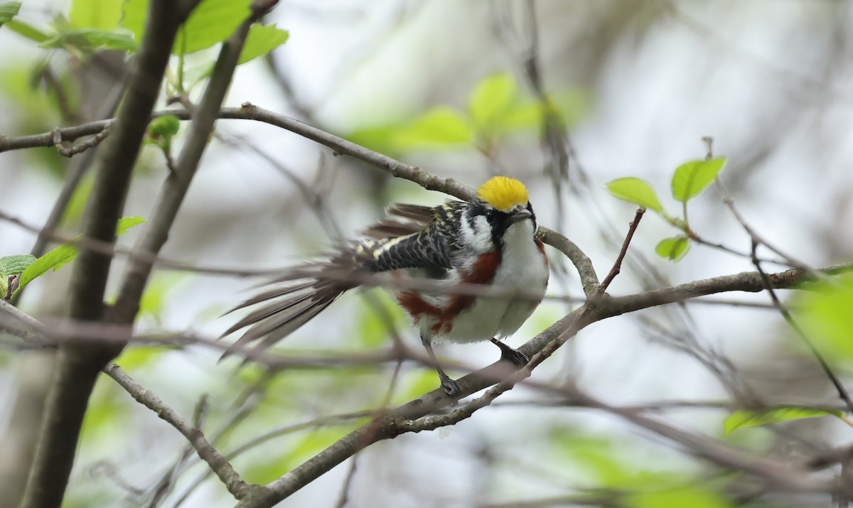 Chestnut-sided Warbler - Marie Provost