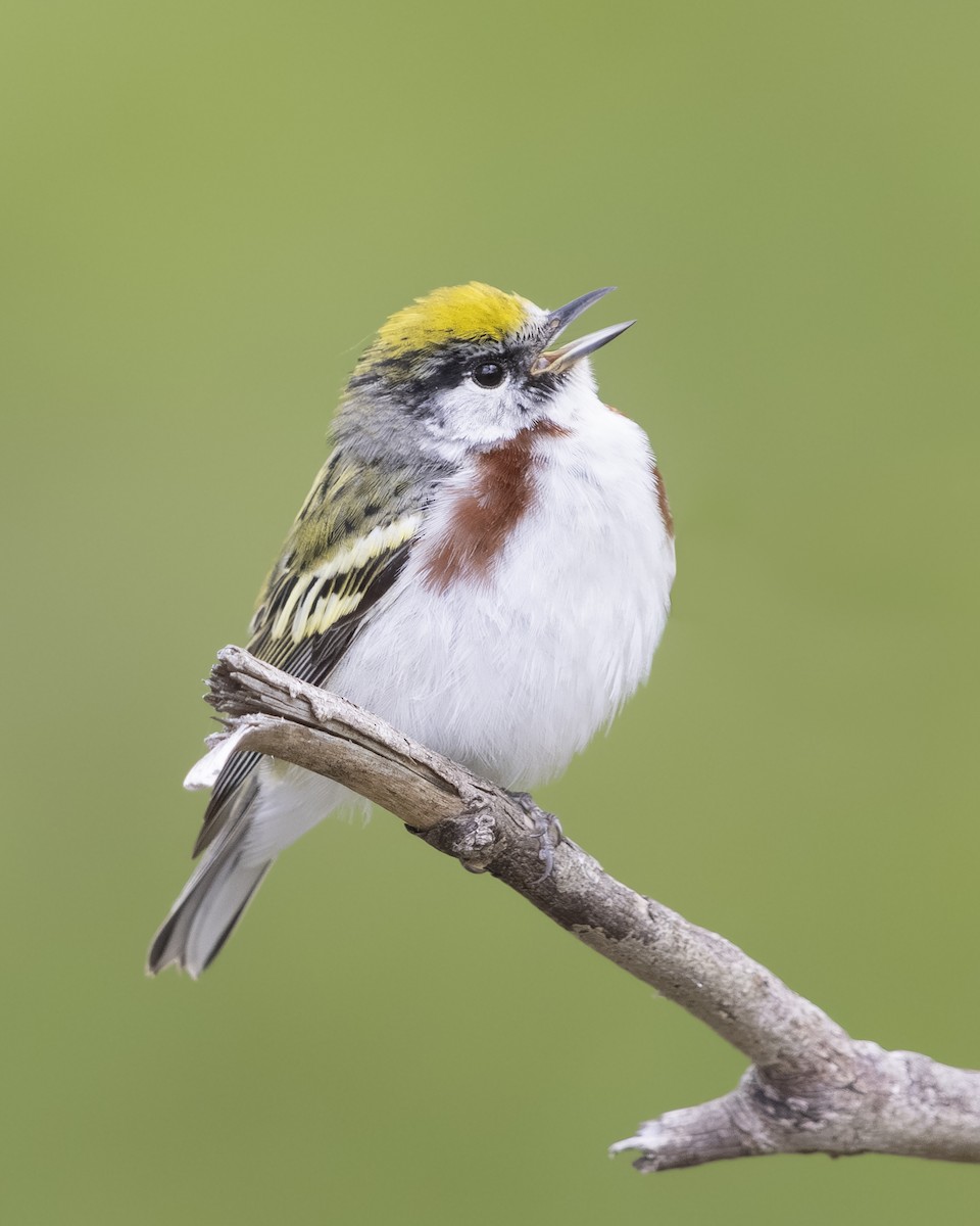 Chestnut-sided Warbler - Ryan Yann