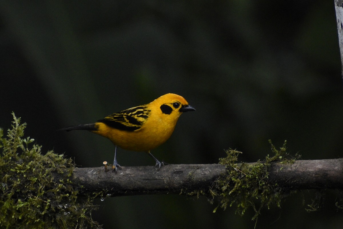 Golden Tanager - Eli Anderson
