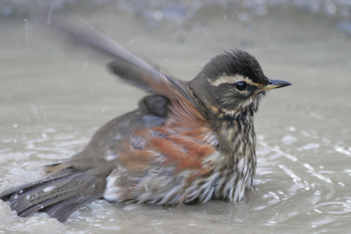 Redwing (Icelandic) - dan davis