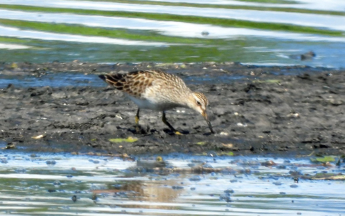 Graubrust-Strandläufer - ML619415014