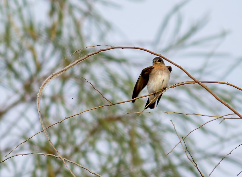 Northern Rough-winged Swallow - Michele Weisz