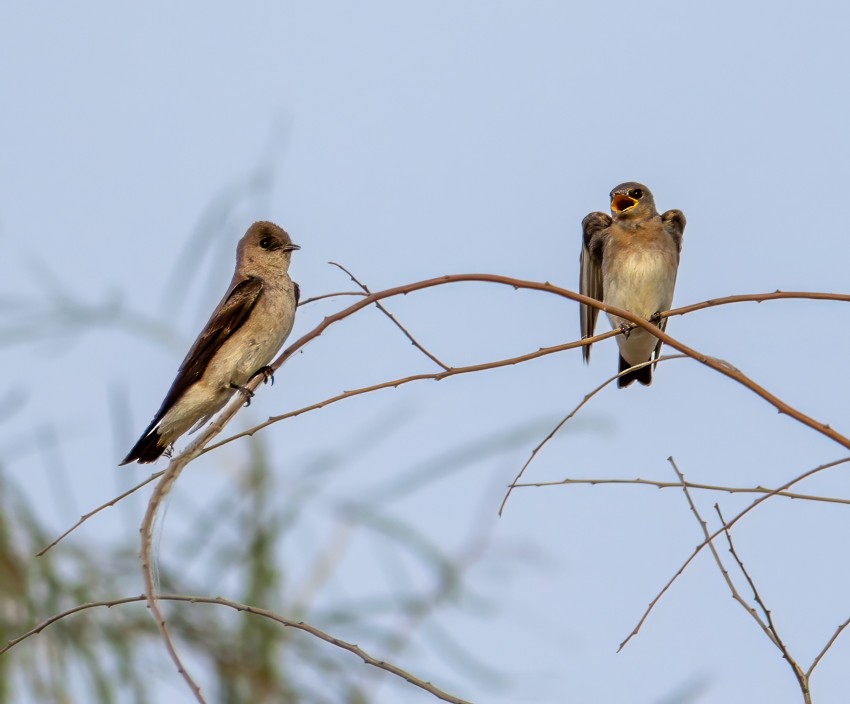 Northern Rough-winged Swallow - Michele Weisz