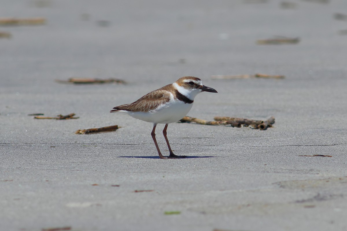 Wilson's Plover - James Porter