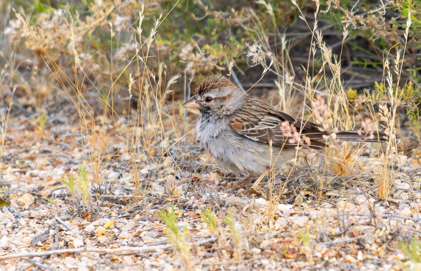 Rufous-winged Sparrow - Michele Weisz