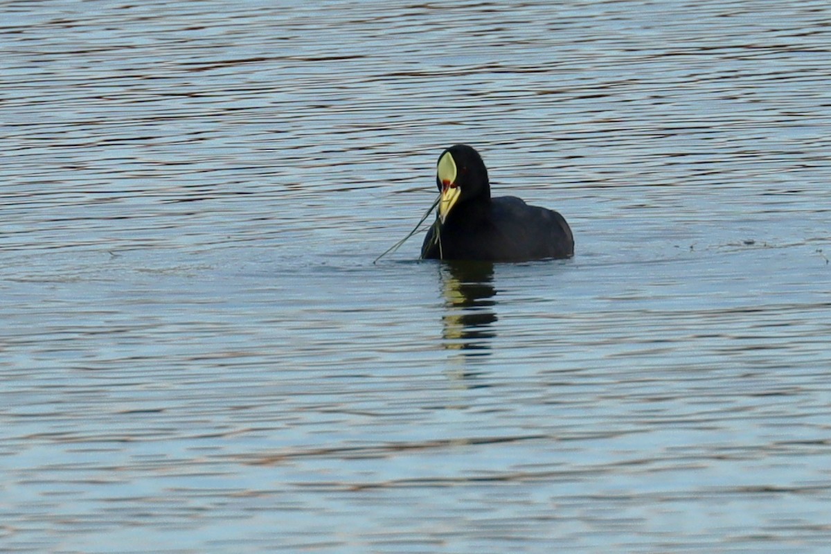 Red-gartered Coot - Miguel Angel Bean